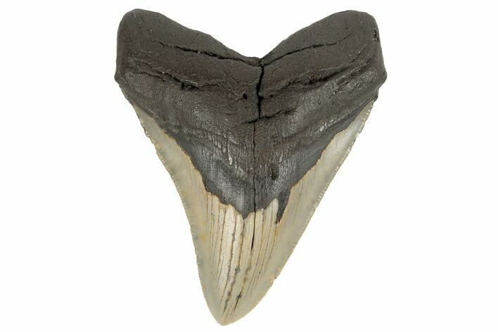 Serrated, Fossil Megalodon Tooth - Repaired #182603